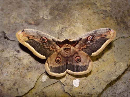 Réf. 119 626 : Saturnia pyri