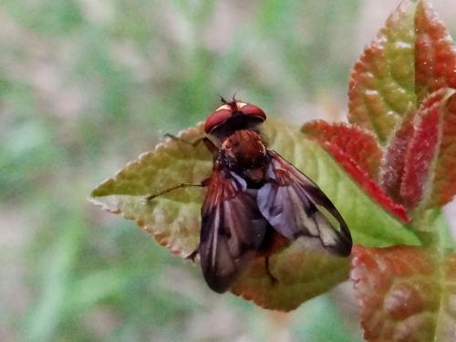 Ectophasia crassipennis