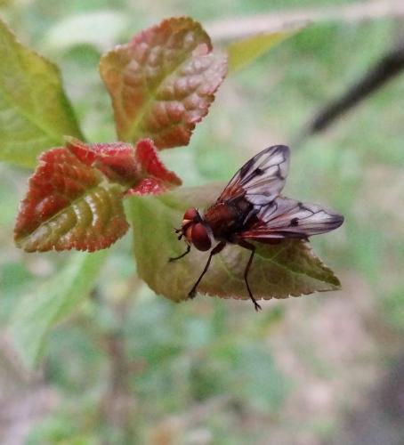 Ectophasia crassipennis