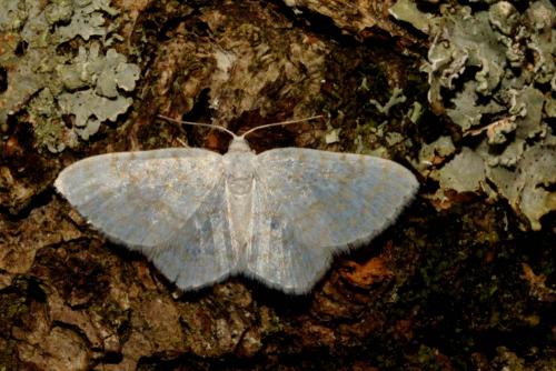 Réf. 119 913 : Asthena albulata