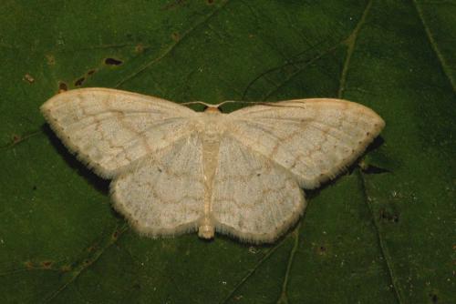Réf. 119 918 : Scopula floslactata