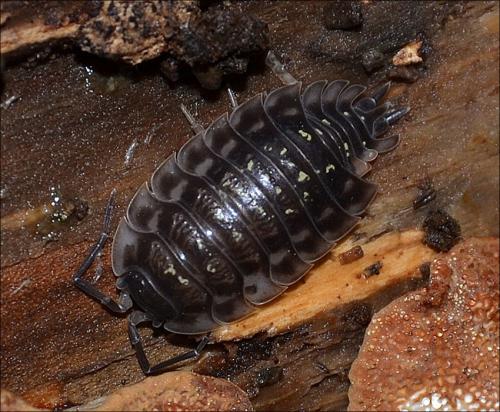 Réf. 119 798 : Oniscus asellus