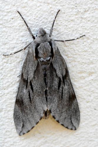 Réf. 119 303 : Sphinx sp.
