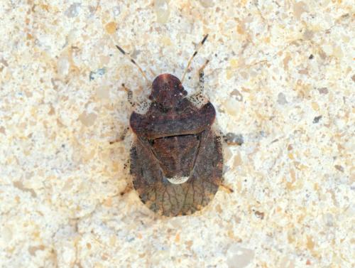 Dyroderes umbraculatus