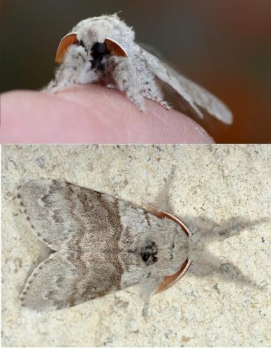 Réf. 119 579 : Calliteara pudibunda