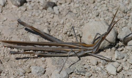 Réf. 119 656 : Truxalis eximia cypria