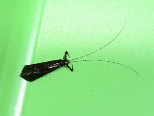 Réf. 119 582 : Mystacides sp.