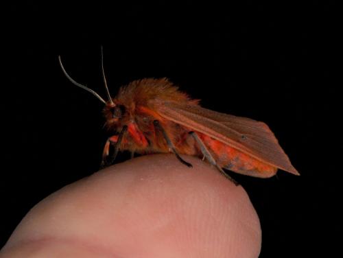 Phragmatobia fuliginosa