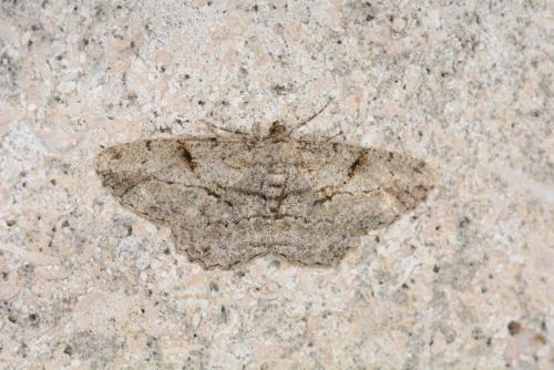 Réf. 119 765 : Peribatodes rhomboidaria