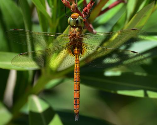 Aeshna isoceles