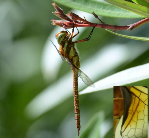 Aeshna isoceles