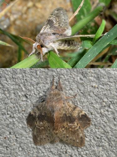 Stauropus fagi