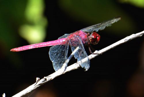 Réf. 119 596 : Orthemis macrostigma
