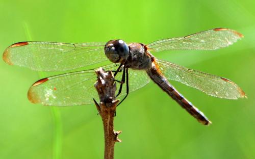 Réf. 119 615 : Erythrodiplax umbrata