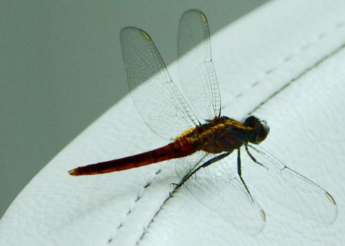 Réf. 119 912 : Erythemis peruviana