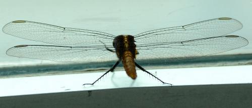 Réf. 119 933 : Erythemis peruviana