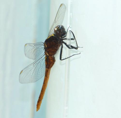 Réf. 119 931 : Erythemis peruviana