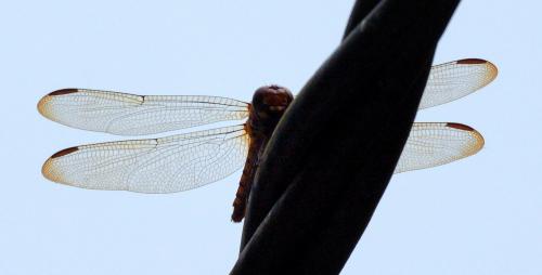 Orthemis biolleyi