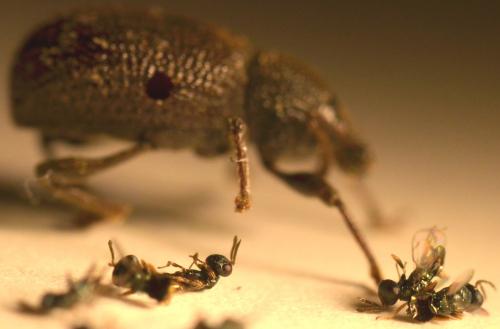 Dirhicnus ramealis