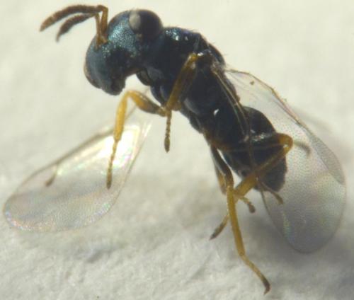 Dirhicnus ramealis