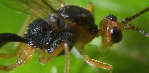 Meteorus sp.