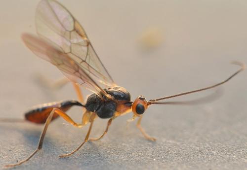 Meteorus sp.