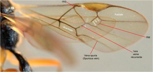Meteorus sp.