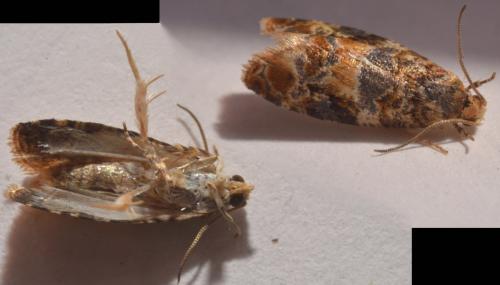 Réf. 119 352 : Lobesia reliquana