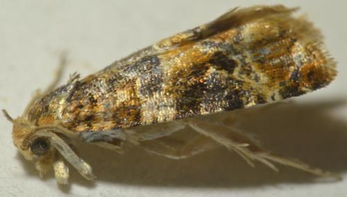 Lobesia reliquana