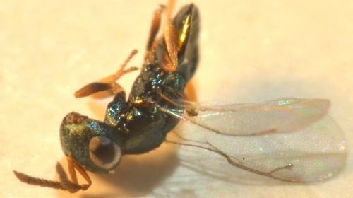 Dirhicnus ramealis