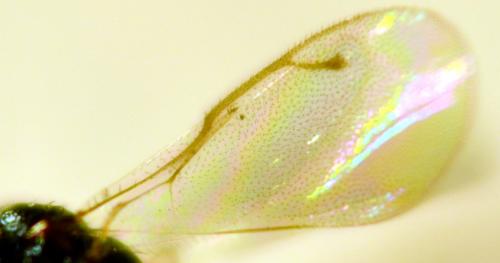 Dirhicnus ramealis