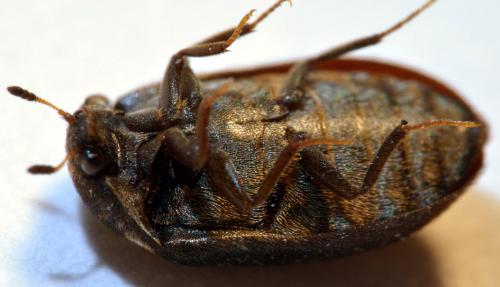 Attagenus pellio