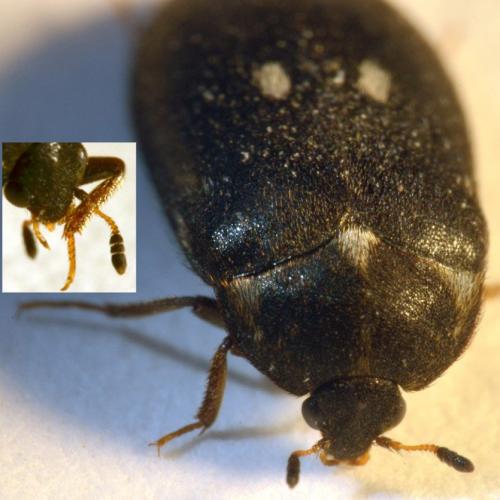 Attagenus pellio