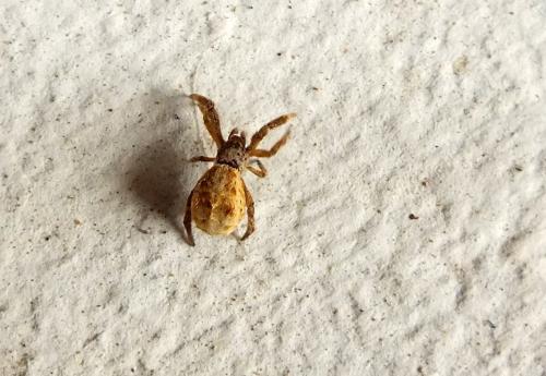 Hyptiotes sp.