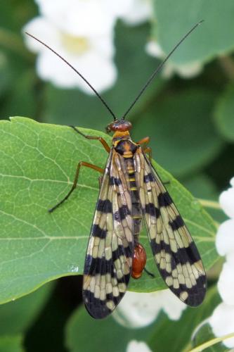 Panorpa meridionalis