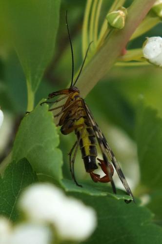 Panorpa meridionalis