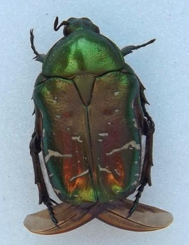 Réf. 119 896 : Cetonia aurata aurata