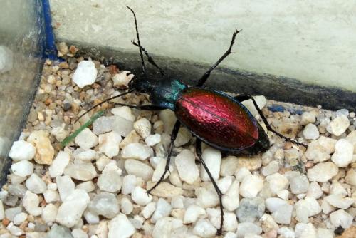 Réf. 119 631 : Carabus hispanus