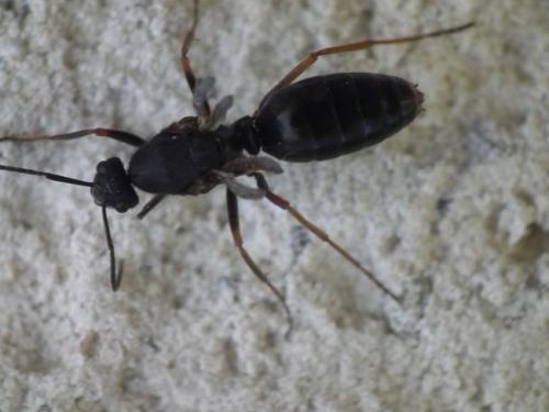 Formica sp.