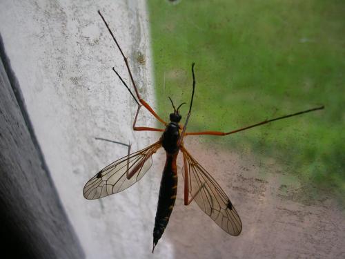 Ctenophora pectinicornis