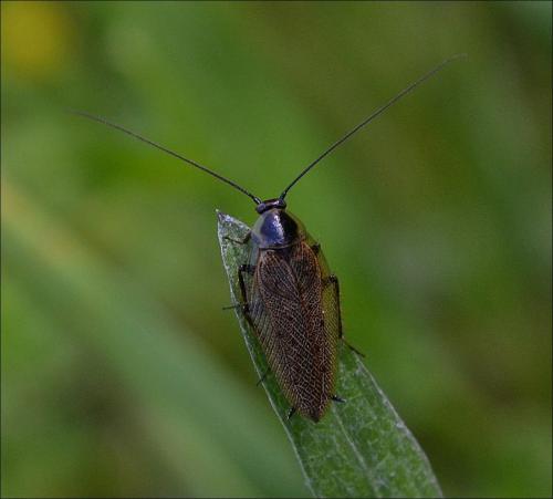 Ectobius lapponicus