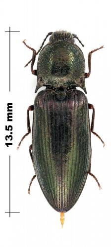 Ctenicera pectinicornis