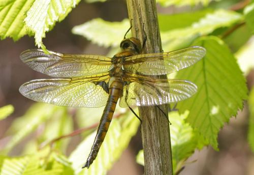 Réf. 119 019 : Epitheca bimaculata