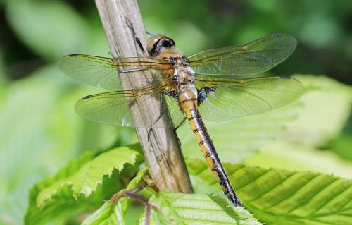 Réf. 119 020 : Epitheca bimaculata