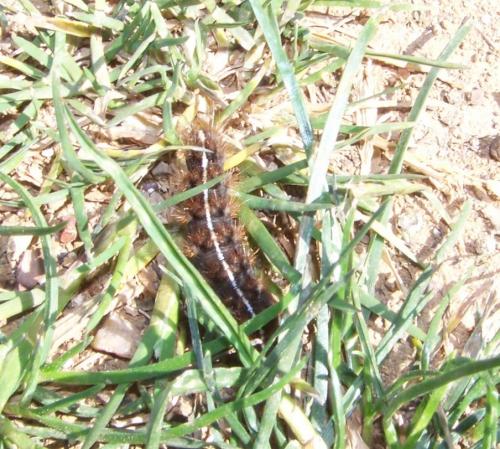 Diacrisia sannio