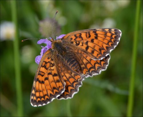 Réf. 119 422 : Melitaea phoebe