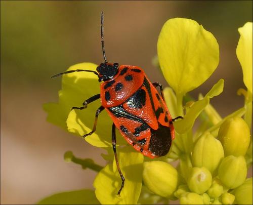 Réf. 119 348 : Eurydema ornata