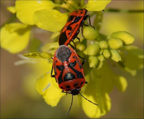 Réf. 119 350 : Eurydema ornata