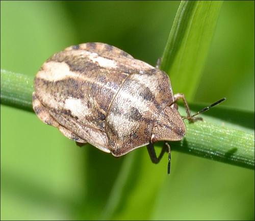 Eurygaster testudinaria