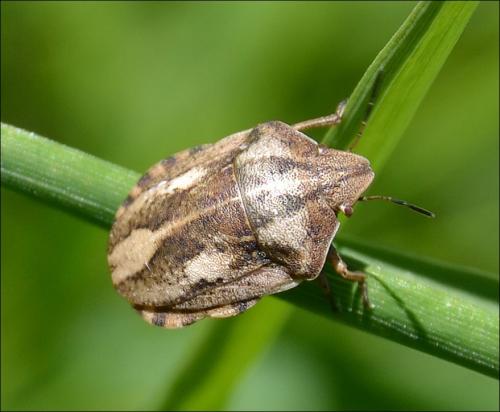 Eurygaster testudinaria